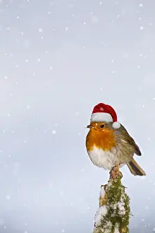 111219: Robin, with Christmas hat on stump in snow, West