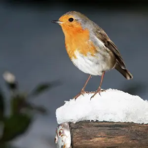 Handles: Robin - close up on snow covered spade handle