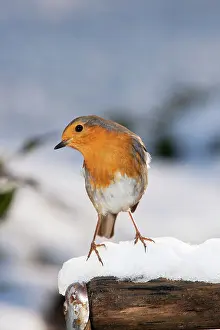 Handles: Robin - close up on snow covered spade handle