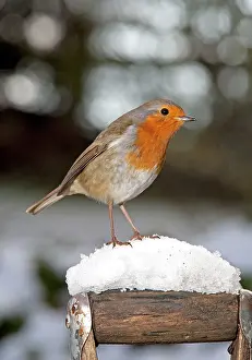 Handles: Robin- close up on snow covered spade handle