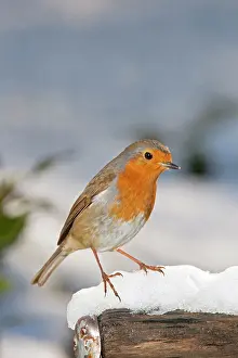 Handles: Robin - close up on snow covered spade handle