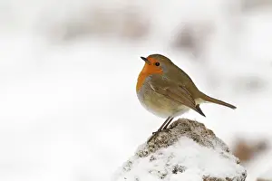 Winters: Robin - on a cold winters morning - December