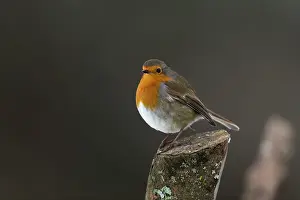 Cornwall: Robin - Cornwall - UK