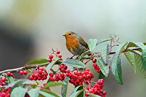 Cotoneaster: Robin - on cotoneaster berries