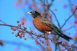 Breast: Robin in Crabapple Tree