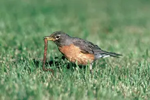 Pulling: Robin with Earthworm
