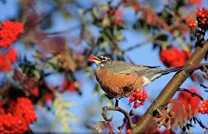 Breast: Robin Eating Berries