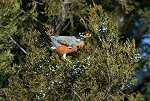 Migratorius: Robin Eating Berries