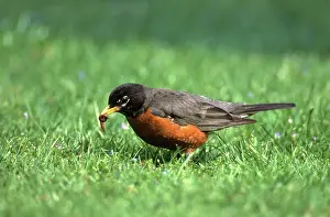Pulling: Robin Eating Earthworm