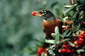Pyracantha: Robin Eating Pyracantha berries