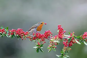 Berry: Robin - Eating Pyracantha Berry - UK