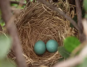 Migratorius: Robin Eggs