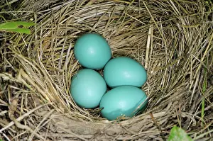 Migratorius: Robin Eggs