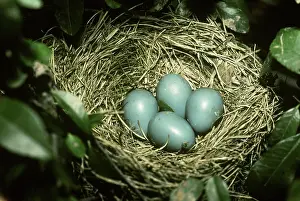 Migratorius: Robin eggs in nest