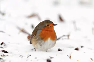 Schoorl: Robin