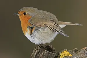 Erithacus: Robin, (Erithacus rubecula), Battenberg, Tiszaalp r