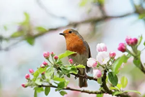 Robin: Robin