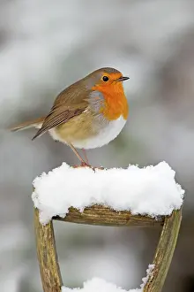 Robins: Robin