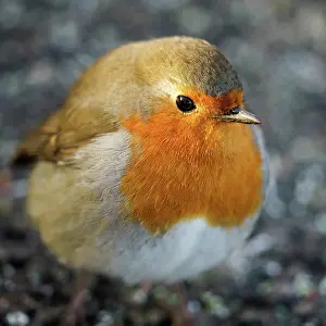 Breast: Robin (Erithacus rubecula) on the Ground