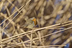 Reeds: Robin (Erithacus rubecula), looking to the side