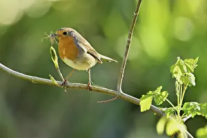 Robin: Robin (Erithacus rubecula), with nesting material sitting on a branch