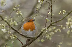 Prunus: Robin, Erithacus rubecula, perched in Blackthorn