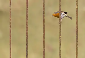 Iron: Robin (Erithacus rubecula) perched on a steel rod