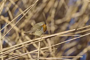 Reeds: Robin (Erithacus rubecula), between reeds in natural surroundings