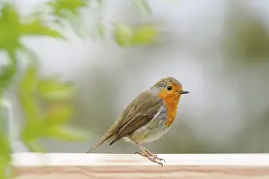 Railing: A robin (Erithacus rubecula) sits peacefully on a wooden railing against a blurred background