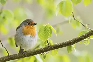 Robin: Robin (Erithacus rubecula) sitting on a branch with fresh spring leaves