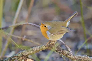 Raised: Robin (Erithacus rubecula), sitting on a branch with head raised as in song