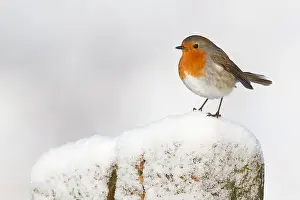 Overijssel: Robin (Erithacus rubecula) sitting on a pole, t