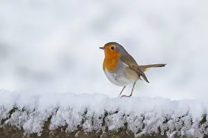 Overijssel: Robin (Erithacus rubecula) sitting on a pole, t