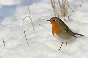 Erithacus: Robin, (Erithacus rubecula), snow, foraging in winter