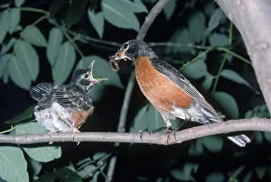 Migratorius: Robin Feeding Chick