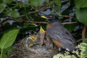Breast: Robin Feeding its Young