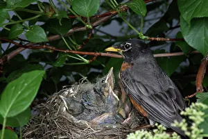 Breast: Robin Feeding its Young