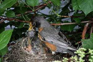 Breast: Robin Feeding its Young
