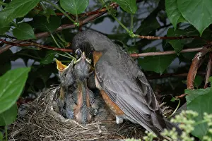 Breast: Robin Feeding its Young