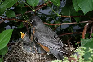 Breast: Robin Feeding its Young