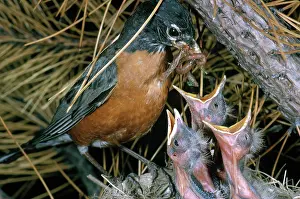 Breast: Robin Feeding Young