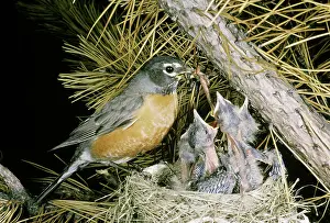 Migratorius: Robin feeding young