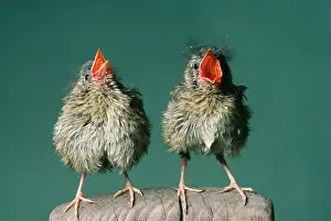 Handles: Robin - fledglings singing