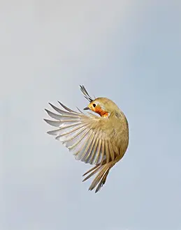 Robin - in flight