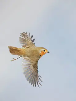 Robin - in flight