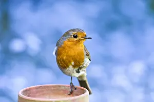 300119: Robin on flower pot - Norfolk UK
