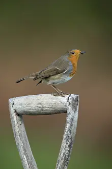 Breast: Robin - on Fork Handle - Cornwall - UK