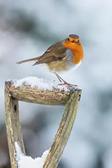 Breast: Robin - on Fork Handle - Snow - UK