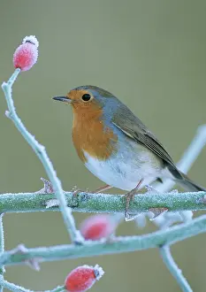 Rosehip: Robin - in frost