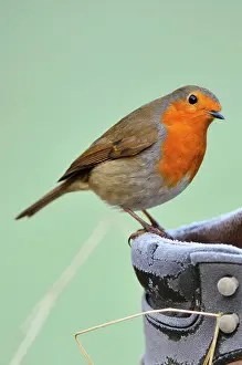 Shoes: Robin on frosty boot